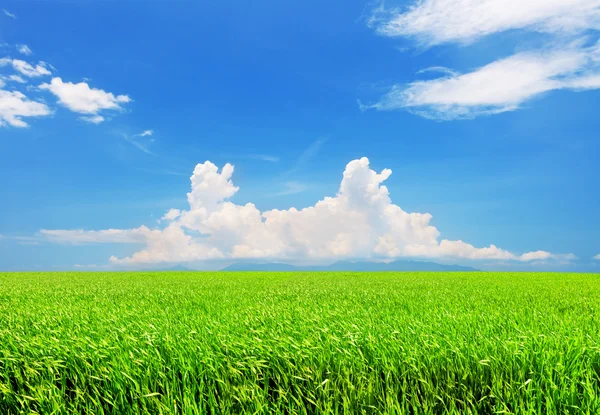 Zelené pole a modrá obloha — Stock fotografie