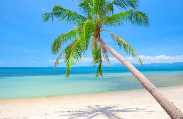 Strand met kokos palmboom — Stockfoto