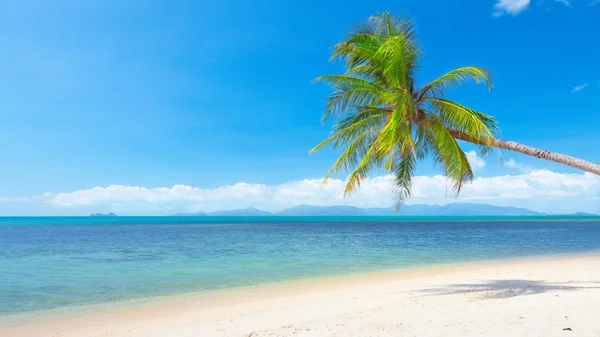 Panoramautsikt tropisk strand med kokospalm — Stockfoto