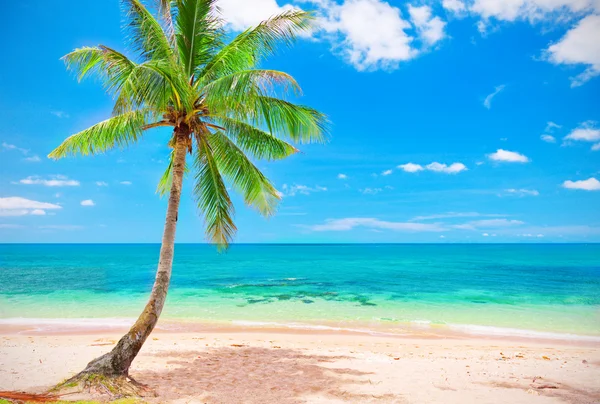 Beach with coconut palm tree — Stock Photo, Image