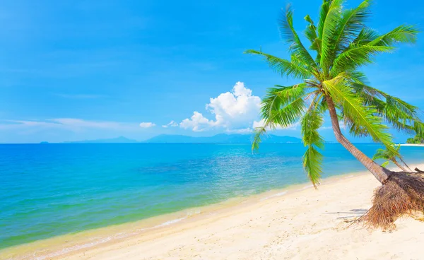 Playa con palmera de coco —  Fotos de Stock
