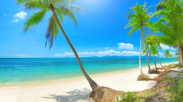 全景热带海滩，椰子树棕榈 — 图库照片
