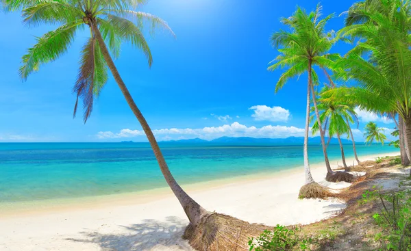 Panoramautsikt tropisk strand med kokospalm — Stockfoto