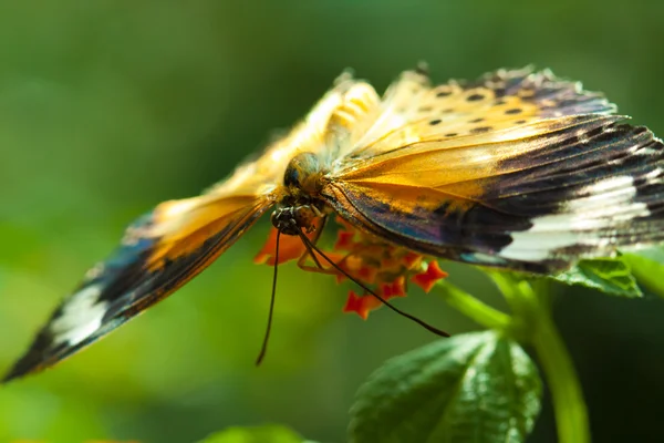 Wielki eggfly motyl — Zdjęcie stockowe
