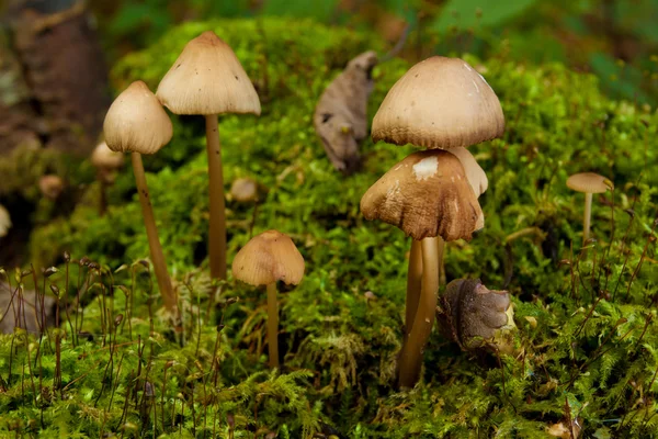 Mushrooms in green forest — Stock Photo, Image
