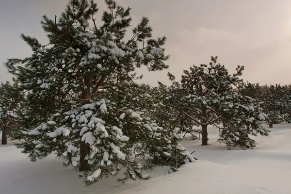 冬季视图与树 — 图库照片