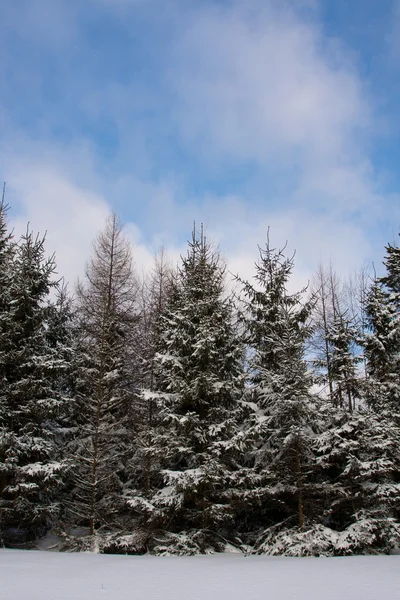 Vista de inverno com árvores — Fotografia de Stock
