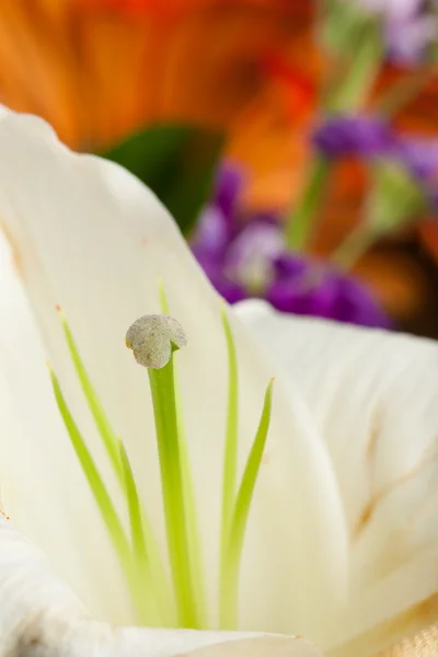 Lilly λευκό λουλούδι — Φωτογραφία Αρχείου