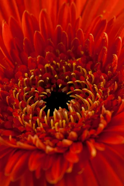 Gerberas rojas flor de margarita — Foto de Stock