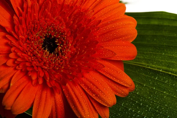 Czerwony gerbera stokrotka kwiat — Zdjęcie stockowe