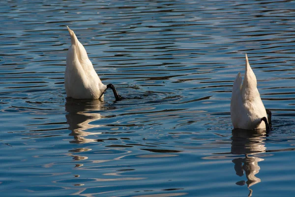 Swan swimming in the kake Royalty Free Stock Images