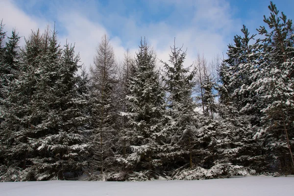 Ağaçları ile kış görünümü — Stok fotoğraf