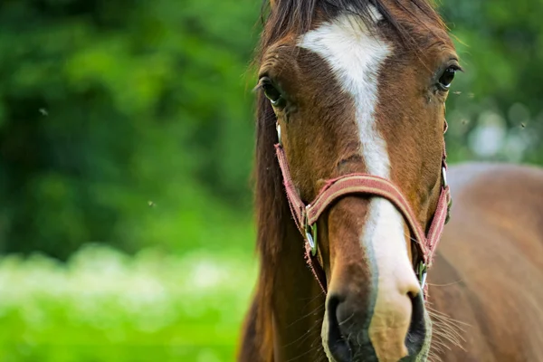 Retrato de cavalo — Fotografia de Stock