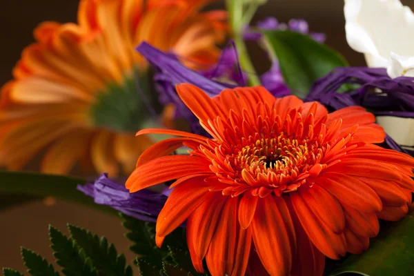 stock image Red gerbera daisy flower