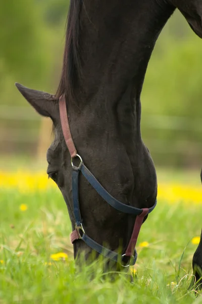 Horse comendo grama — Fotografia de Stock