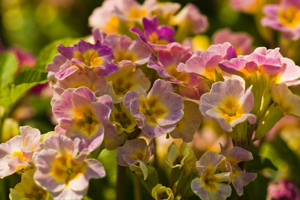 Violett gul primrose blomma — Stockfoto