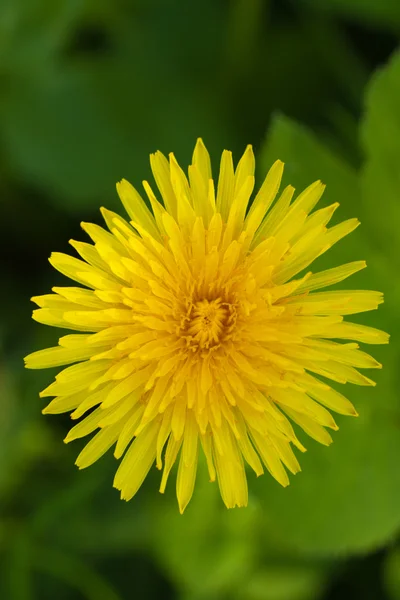 Dandelions on green nature — Stock Photo, Image