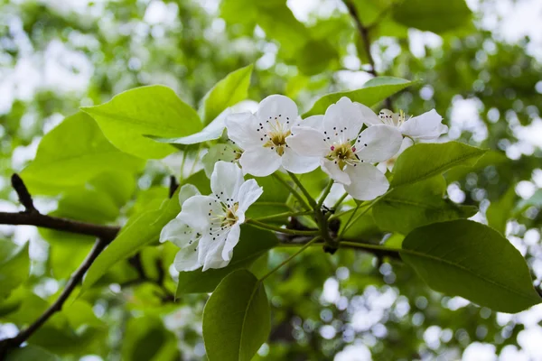 Manzano flores — Foto de Stock