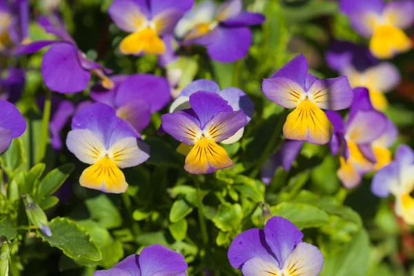 Pérsias amarelas violetas — Fotografia de Stock