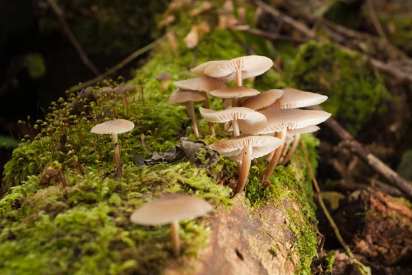 Mushrooms in green forest — Stock Photo, Image