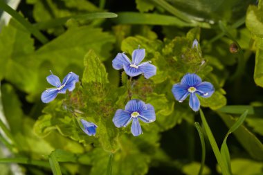 Veronica germander