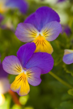 Violet yellow pansies clipart