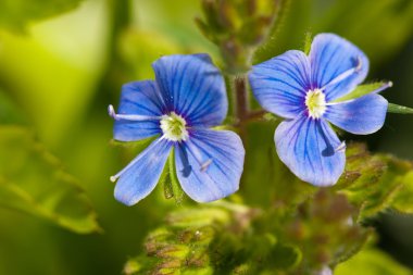 Veronica germander