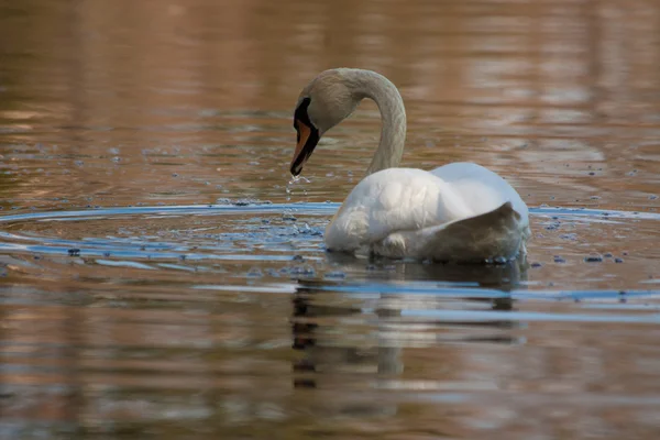 Cisne nadando no kake — Fotografia de Stock