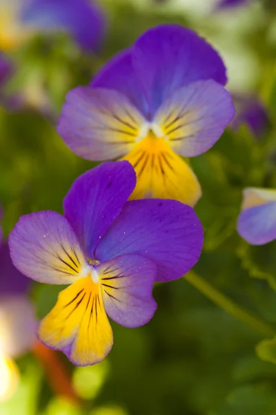 Violet yellow pansies — Stock Photo, Image