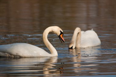 Swan swimming in the kake clipart