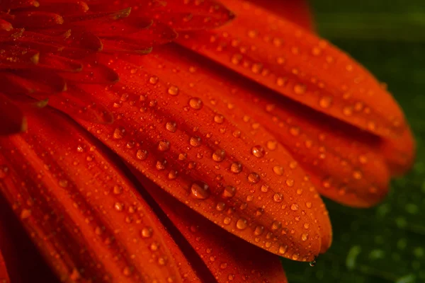 Rote Gerbera Gänseblümchen Blume — Stockfoto