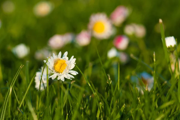 Fältet blommor — Stockfoto