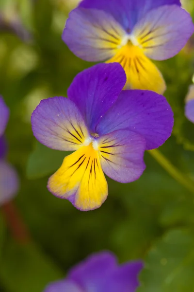 Violet yellow pansies — Stock Photo, Image