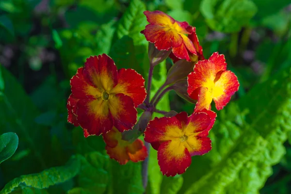 Red yellow Primrose flower — Stock Photo, Image