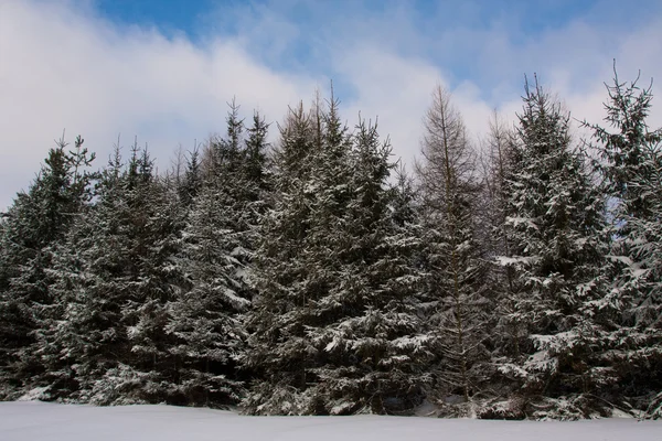 Vue d'hiver avec arbres — Photo