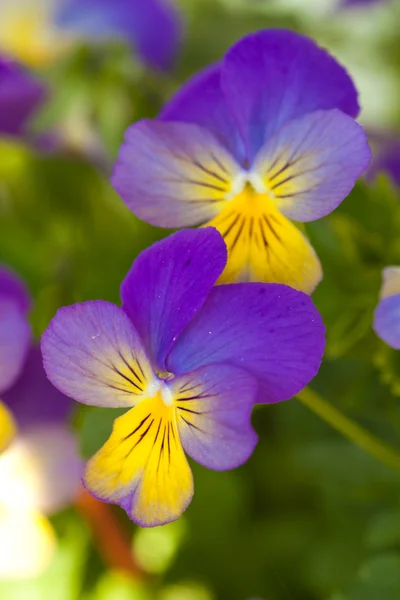 紫黄色紫罗兰 — 图库照片