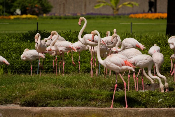 Grupo flamingo — Fotografia de Stock