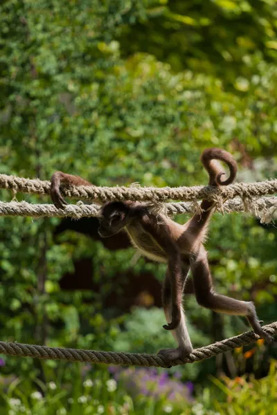 Marimonda Spider monkey — стокове фото