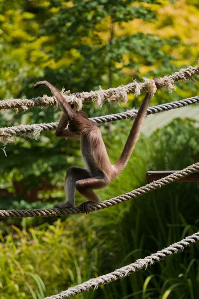 Marimonda Spider monkey — стокове фото