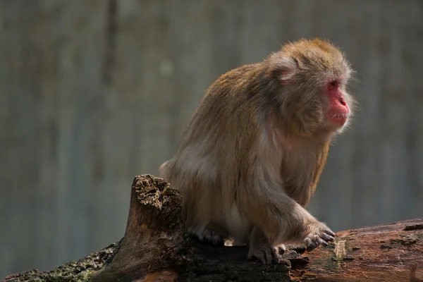 Japanse makaak zitten — Stockfoto