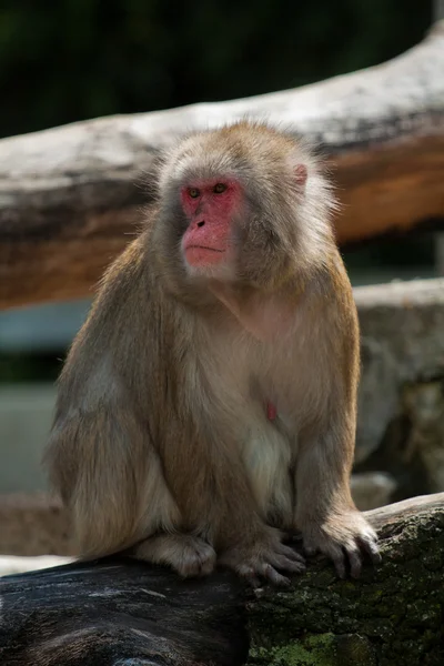 Macaco giapponese seduta — Foto Stock