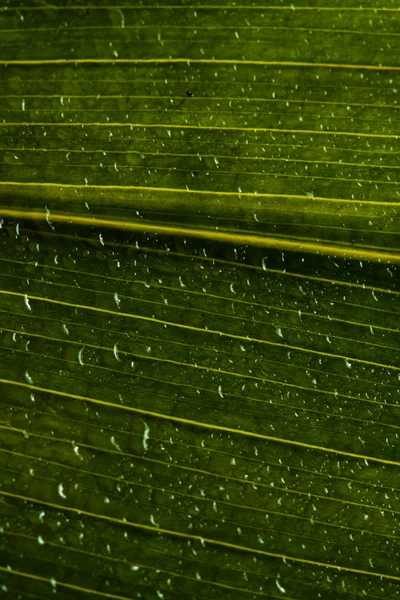 Kapky vody na zelený list — Stock fotografie