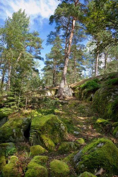瑞典森林 — 图库照片