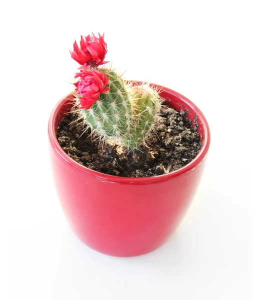 Kaktus kwitnienia czerwony na białym tle — Zdjęcie stockowe