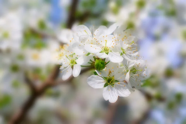 Blossom cherry tree — Stock Photo, Image