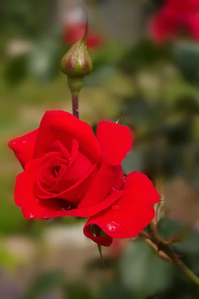 Rød rose - Stock-foto