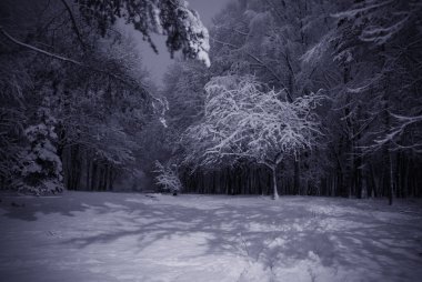 Winter night landscape clipart