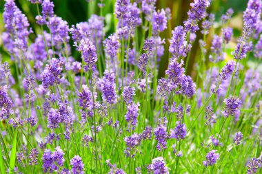 Lavender clipart