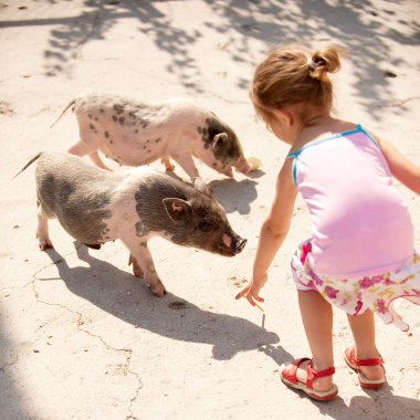 küçük kız küçük domuz beslenir