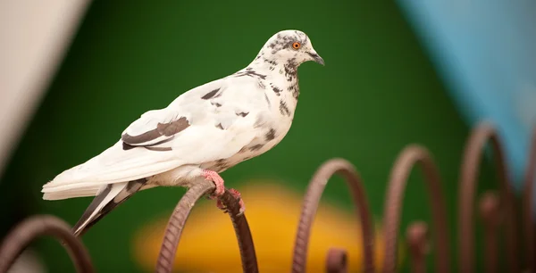 울타리에 앉아 비둘기 — 스톡 사진